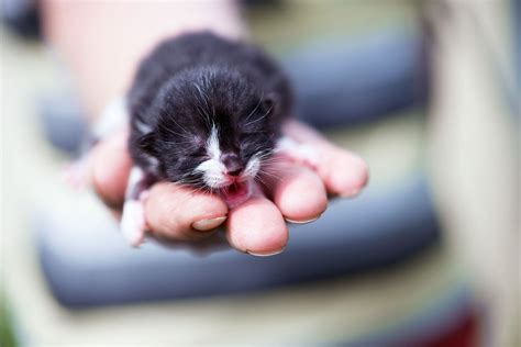 What Is Fading Kitten Syndrome And How Can You Treat It