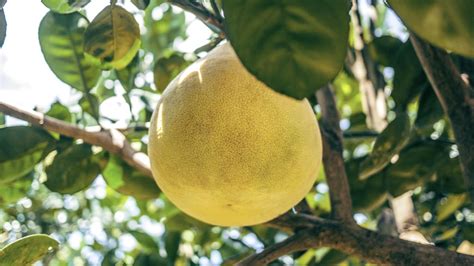 A Life Of A Biologist Native Fruit Bearing Trees Of The Philippines