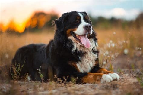 Big Lovable Goofball Is A Bernese Mountain Dog Right For You K9 Web