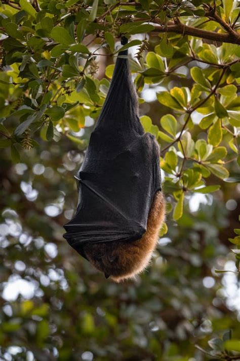 A Bat Hanging Upside Down · Free Stock Photo