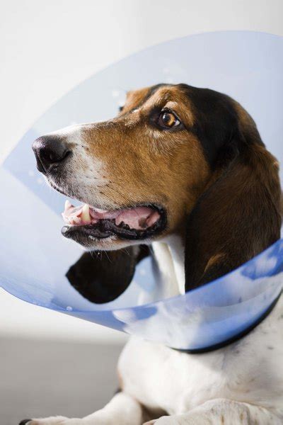 If your pet has recently had surgery or been ill, they may need to wear a medical collar. How to Get Dogs Comfortable Wearing a Cone - Pets