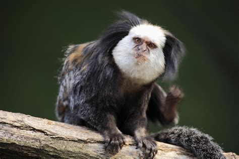 Monkey Mania The White Headed Monkey With Tufts In Ears Cgtn