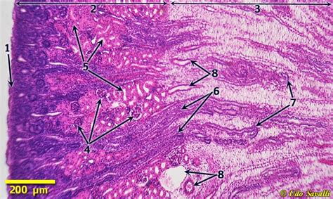 It is higher in fever; BIO202-Urinary Histology | Loop of henle, Human anatomy ...