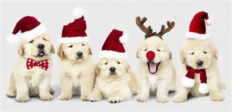 Christmas celebrations around the world. Cool Golden Retriever Cute Christmas Puppy Wallpaper Photos