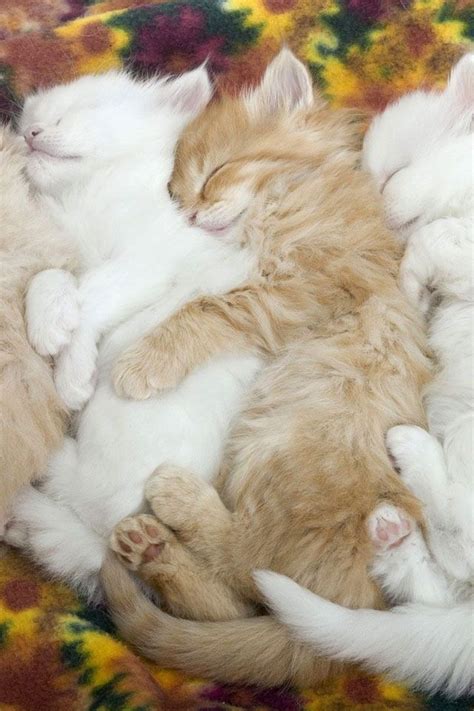 46 Best Cuddle Piles Images On Pinterest Adorable Animals Adorable