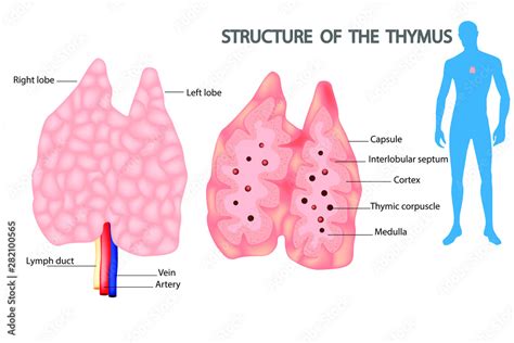 The Thymus Is A Specialized Primary Lymphoid Organ Of The Immune System