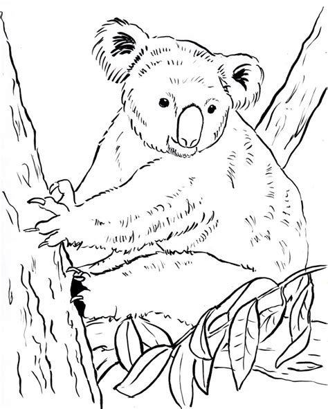 koala bear coloring page samantha bell