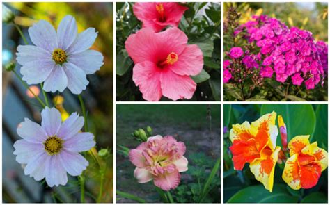 Gorgeous North Carolina Perennials Garden Lovers Club