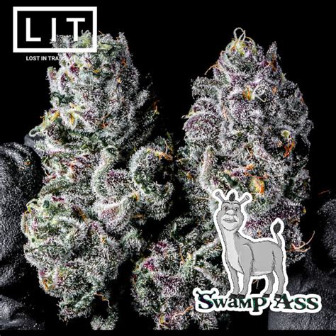 Swamp Ass Croissant Freebie Lit Farms Chitown Seeds