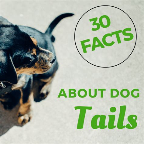 30 Fascinating Facts About Dog Tails Pethelpful