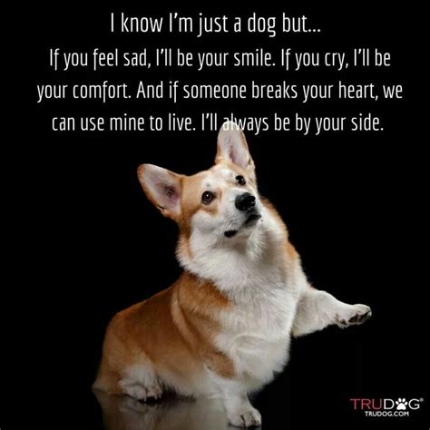 (my baby actually cries a bit harder after i swaddle her, but it's an important step, and she calms down after i do the other steps.) side/stomach: 17 Best images about Corgis Rule on Pinterest | Corgi pups, Pembroke welsh corgi and Cardigans