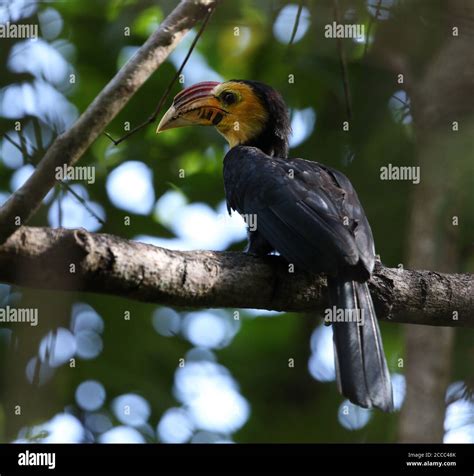 Sulawesi Dwarf Hornbill Hi Res Stock Photography And Images Alamy
