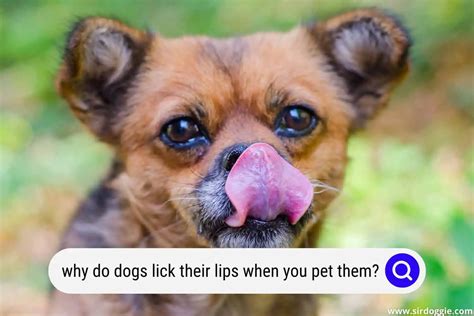 9 Reasons Why Dogs Lick Their Lips When You Pet Them