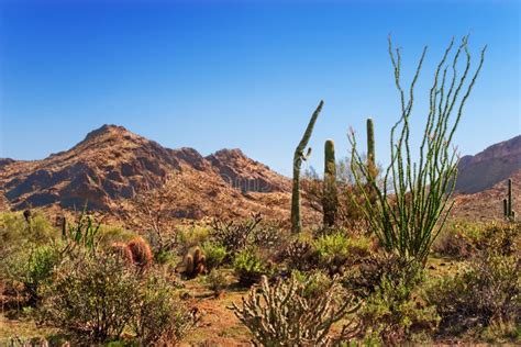 Arizona Desert Landscape Stock Image Image Of Scrub 23505255