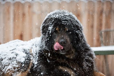 Home Tibetan Mastiff Rescue