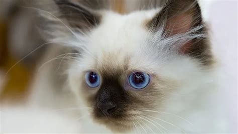 Albino Cats Are Not Just White Cats Heres How To Tell Them Apart