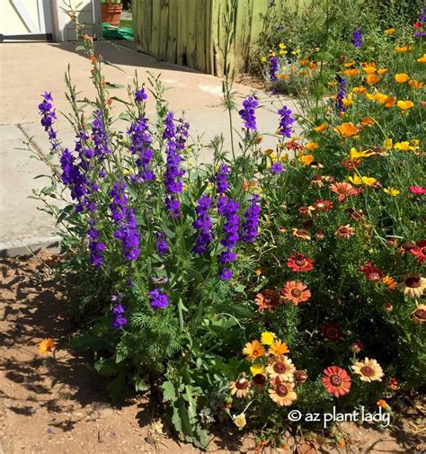 We did not find results for: A Hidden Garden in the Middle of Phoenix - Ramblings from ...