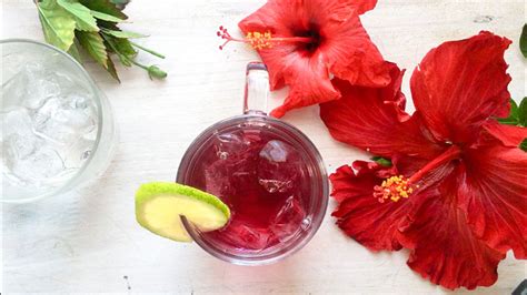 How To Make Hibiscus Tea With Fresh Flowers The Organic Gypsy