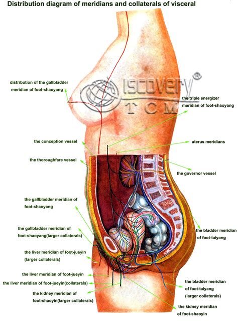 This diagram depicts pictures of human body parts. Pin on human anatomy pictures