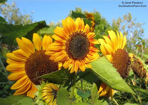Guide to Growing Sunflowers - | Growing sunflowers, Planting sunflowers, Sunflower garden