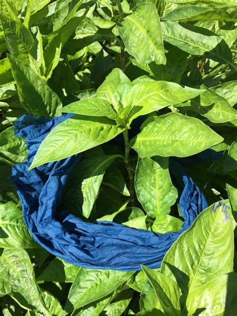 You found this answer not helpful. I Grew Some Indigo. Now what do I do with the plants? How do I get the color out? Can I dye with ...