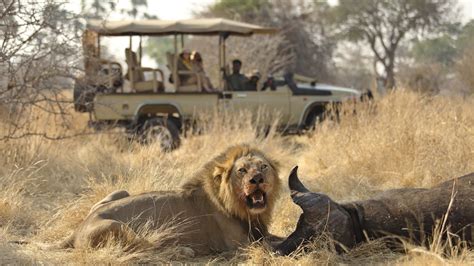 Tanzanias Big Five Perfect Holidays For Honeymooners And Families