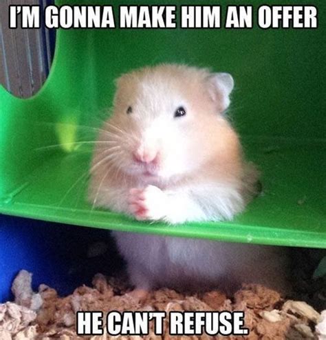 15 Funny Hamster Memes To Get You Through Friday Funny Hamsters Funny Rats Cute Hamsters