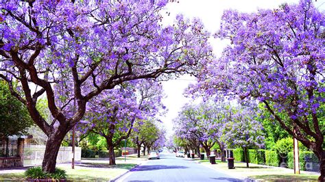 Beautiful Purple Flower Jacaranda Tree Lined Street In Full Bloom