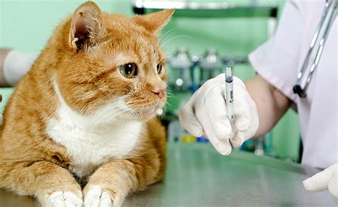 How often do cats need shots? Ask a Vet: How Often Do Cats Need Shots? - Catster