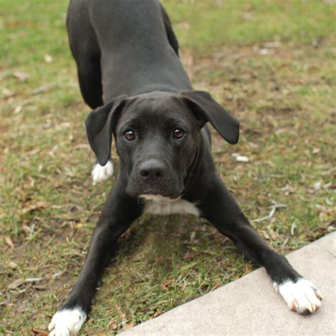 Tulip Labrador Retriever Pointer Mix