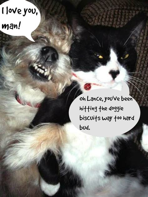 Download Funny Quotes Dog And Cat Quotes  Newsstandnyc Unlimited