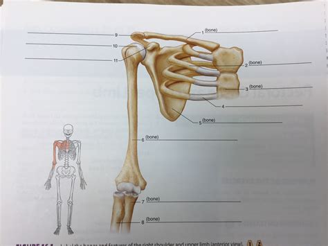 Right Shoulder And Upper Limb Diagram Quizlet