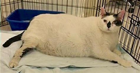 foster mom takes in 41 pound cat and promises to help him get healthy