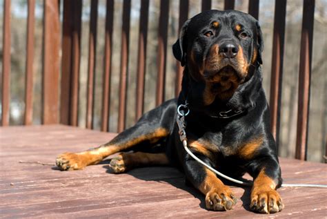 Are Rottweilers The Best Guard Dogs Than German Shepherd