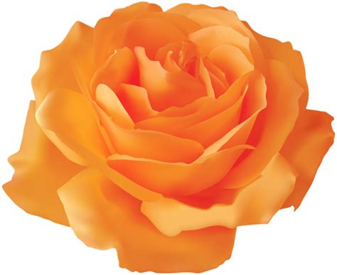 Orange Rose Transparent Png Clip Art Image Rose Rose Clipart