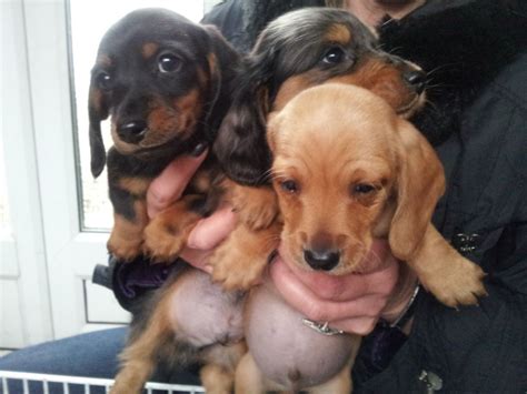 Here are the most adorable and cute dachshund puppies videos. gorgeous standard and mini dachshund puppies . | Mansfield ...