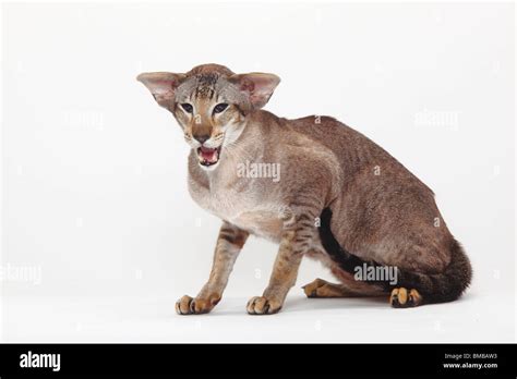 Seal Tabby Point Siamese Cut Out Stock Images And Pictures Alamy