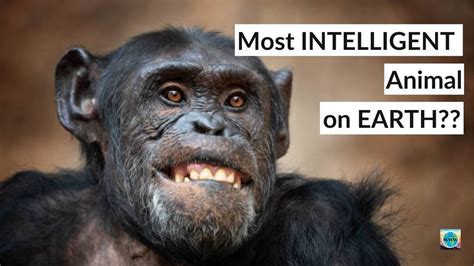 Most Intelligent Animal In The World Iq Ranking Top Smart Animals