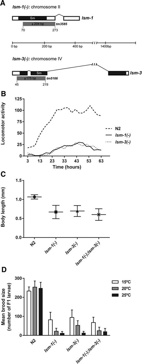 Cytoplasmic Lsm 1 Protein Regulates Stress Responses Through The