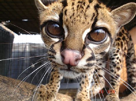 If you haven't found the perfect kitten for sale or adoption you may follow the breed to be notified of new kittens that were recently added. CARACAL, OCELOT, CHEETAH AND SERVAL KITTENS AVAILABLE Offer