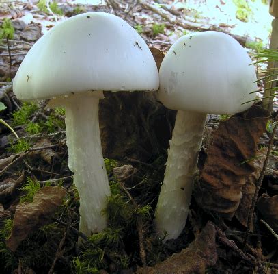 No, zucchinis do not need to be peeled. Where Do Mushrooms Grow Best - All Mushroom Info