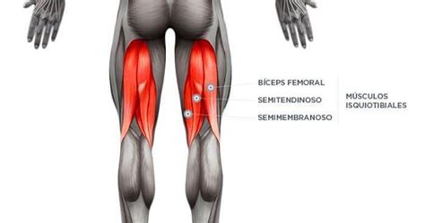 Biceps Femoral Cabeça Curta