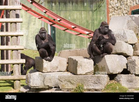 Western Lowland Gorillas Gorilla Gorilla Zoo Animals In Enclosure