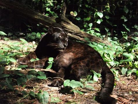 Rare Wild Black Leopard Photographed In Africa For The First Time In Over A Century Big Cat