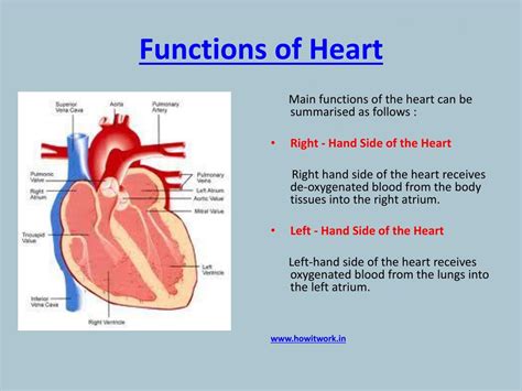 Ppt How Does The Human Heart Works Powerpoint Presentation Free