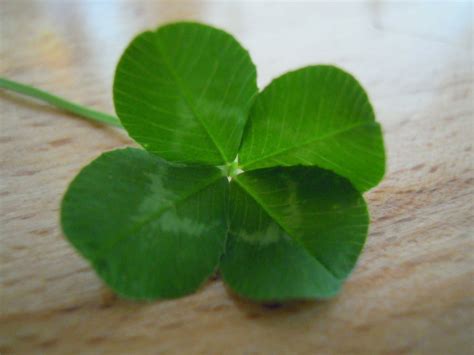 If you're in search of the best four leaf clover wallpapers, you've come to the right place. 41+ 4 Leaf Clover Wallpaper on WallpaperSafari
