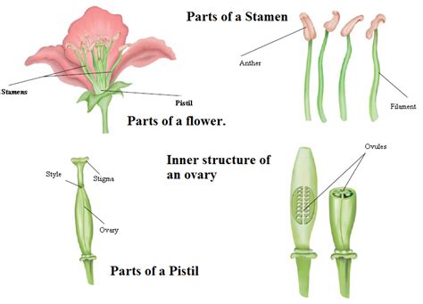 Reproduction In Plants Sexual Reproduction Ctet Notes Based On Ncert