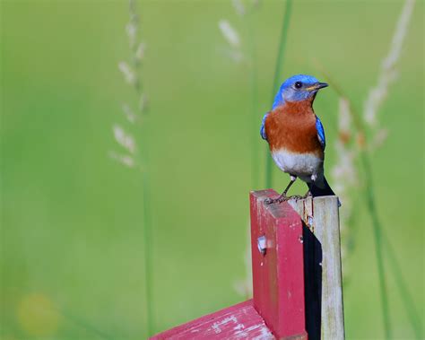Ingyenes Képek Természet Vadvilág Zöld Csőr Fauna Kék Madár