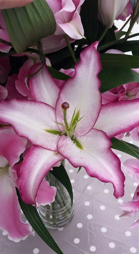 Buy Lily Bulbs The Edge Oriental Lily Gold Medal Winning Harts Nursery