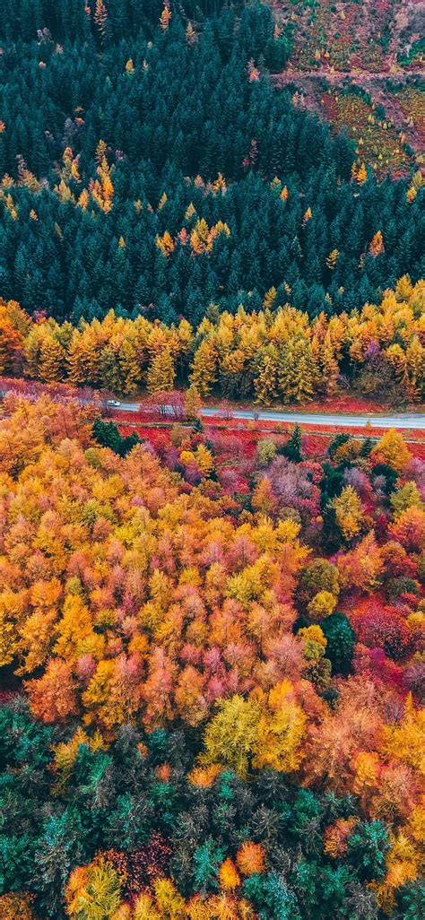 Autumn Trees Wallpaper 4k Foliage Aerial View Forest Colorful Road